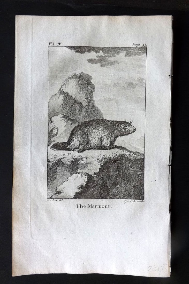 Goldsmith 1779 Antique Print. Marmout: Antique Copper Plate Published 1779, London for "An History of the Earth and Animated Nature" by Oliver Goldsmith. Paper Size: 8 x 5 inch (21 x 13cm). Good Condition.