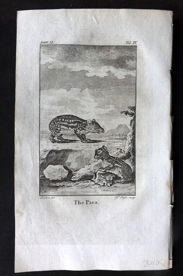 Goldsmith 1779 Antique Print. Paca: Antique Copper Plate Published 1779, London for "An History of the Earth and Animated Nature" by Oliver Goldsmith. Paper Size: 8 x 5 inch (21 x 13cm). Good Condition.