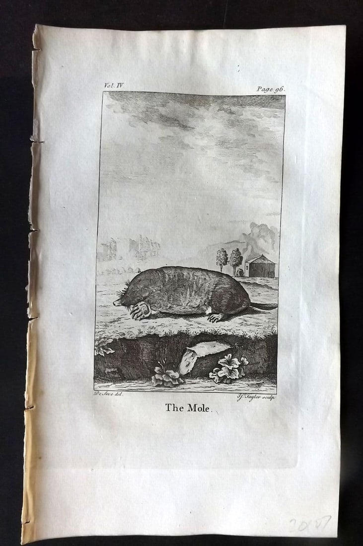 Goldsmith 1779 Antique Print. Mole: Antique Copper Plate Published 1779, London for "An History of the Earth and Animated Nature" by Oliver Goldsmith. Paper Size: 8 x 5 inch (21 x 13cm). Good Condition.