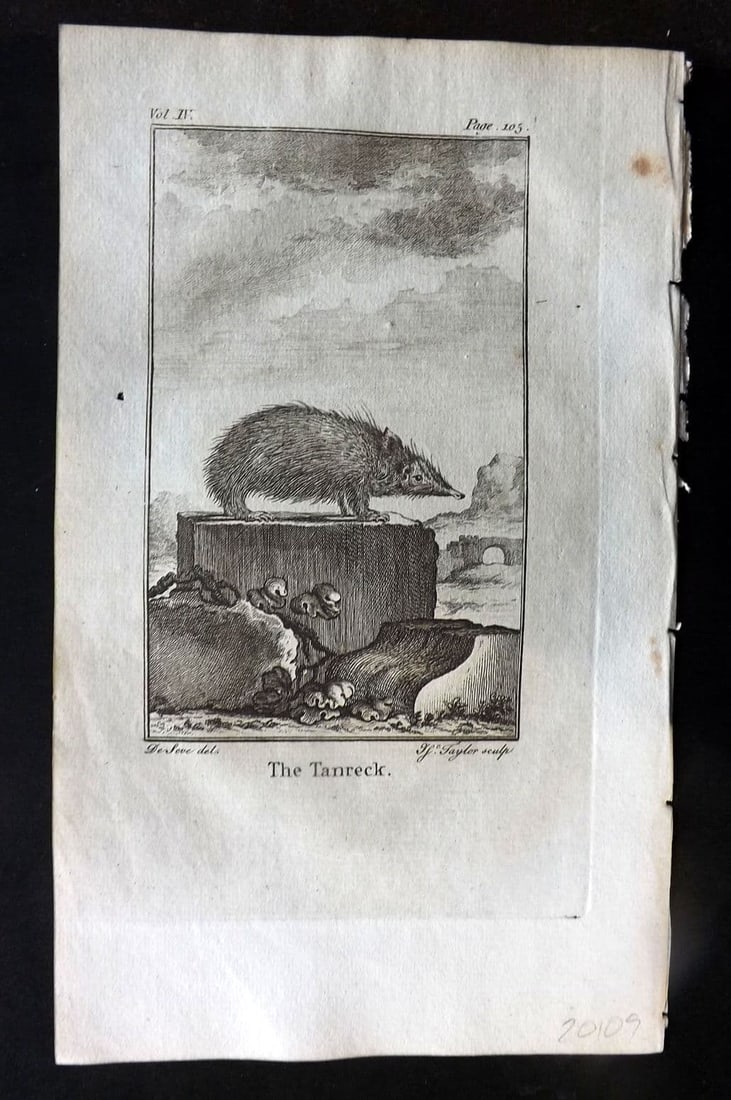 Goldsmith 1779 Antique Print. Tanrec: Antique Copper Plate Published 1779, London for "An History of the Earth and Animated Nature" by Oliver Goldsmith. Paper Size: 8 x 5 inch (21 x 13cm). Good Condition.