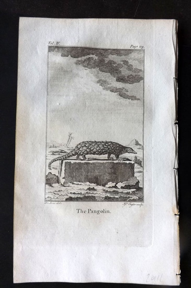 Goldsmith 1779 Antique Print. Pangolin: Antique Copper Plate Published 1779, London for "An History of the Earth and Animated Nature" by Oliver Goldsmith. Paper Size: 8 x 5 inch (21 x 13cm). Good Condition.