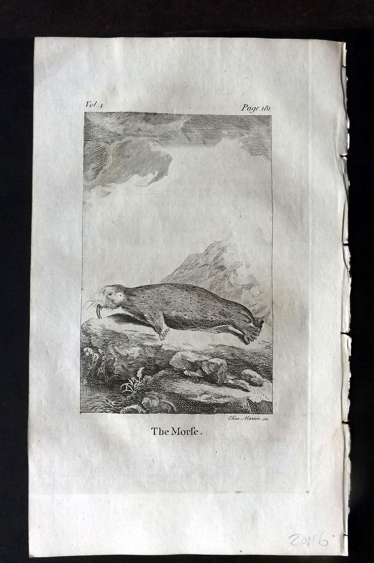 Goldsmith 1779 Antique Print. Morse: Antique Copper Plate Published 1779, London for "An History of the Earth and Animated Nature" by Oliver Goldsmith. Paper Size: 8 x 5 inch (21 x 13cm). Good Condition.