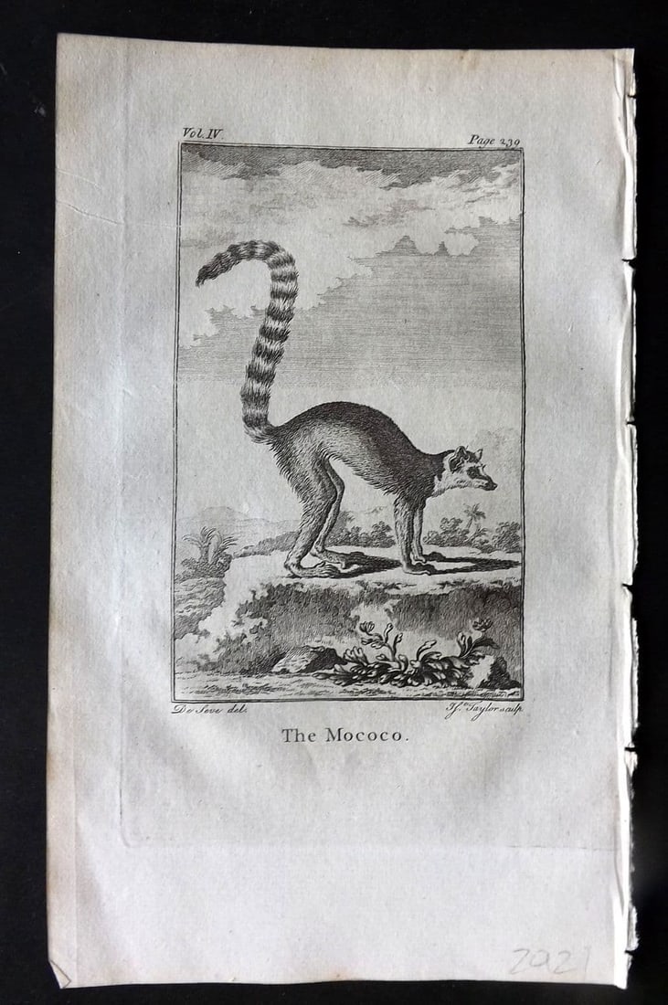 Goldsmith 1779 Antique Print. Mococo: Antique Copper Plate Published 1779, London for "An History of the Earth and Animated Nature" by Oliver Goldsmith. Paper Size: 8 x 5 inch (21 x 13cm). Good Condition.