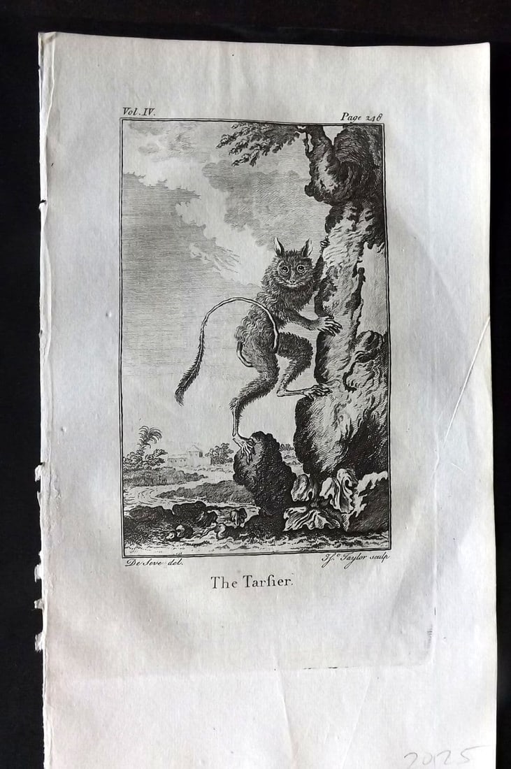 Goldsmith 1779 Antique Print. Tarsier: Antique Copper Plate Published 1779, London for "An History of the Earth and Animated Nature" by Oliver Goldsmith. Paper Size: 8 x 5 inch (21 x 13cm). Good Condition.