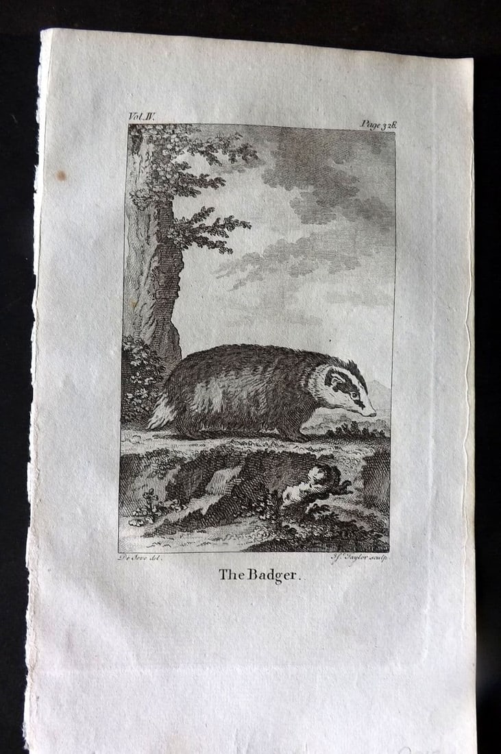 Goldsmith 1779 Antique Print. Badger: Antique Copper Plate Published 1779, London for "An History of the Earth and Animated Nature" by Oliver Goldsmith. Paper Size: 8 x 5 inch (21 x 13cm). Good Condition.