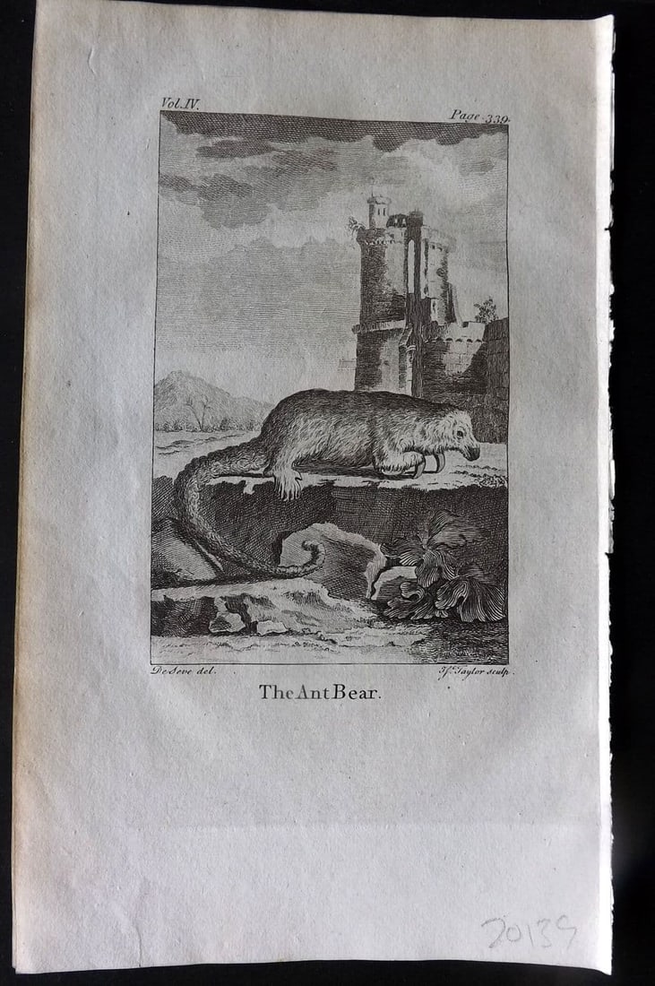 Goldsmith 1779 Antique Print. The Ant Bear Ant Eater: Antique Copper Plate Published 1779, London for "An History of the Earth and Animated Nature" by Oliver Goldsmith. Paper Size: 8 x 5 inch (21 x 13cm). Good Condition.