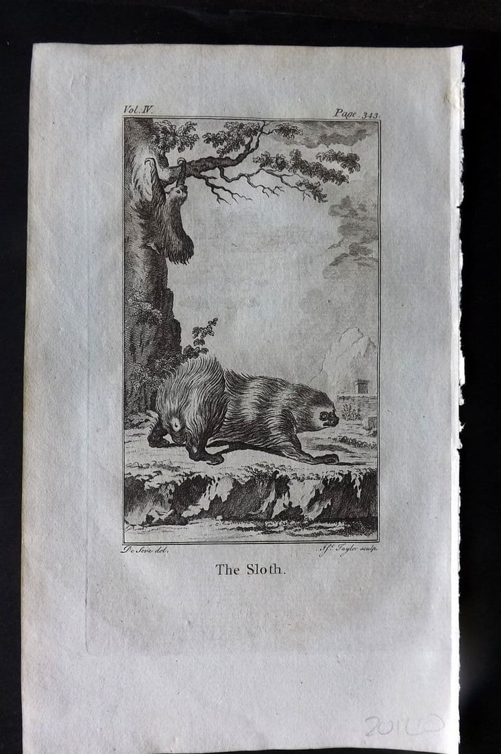 Goldsmith 1779 Antique Print. Sloth: Antique Copper Plate Published 1779, London for "An History of the Earth and Animated Nature" by Oliver Goldsmith. Paper Size: 8 x 5 inch (21 x 13cm). Good Condition.