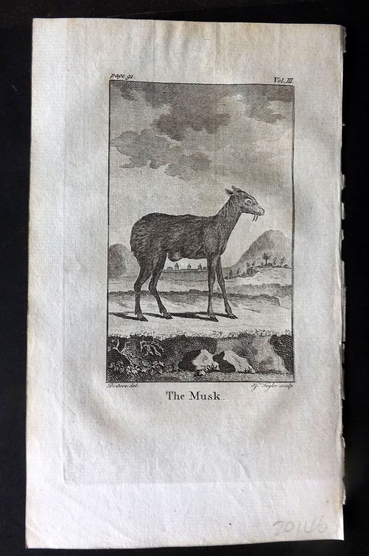 Goldsmith 1779 Antique Print. Musk Deer: Antique Copper Plate Published 1779, London for "An History of the Earth and Animated Nature" by Oliver Goldsmith. Paper Size: 8 x 5 inch (21 x 13cm). Good Condition.