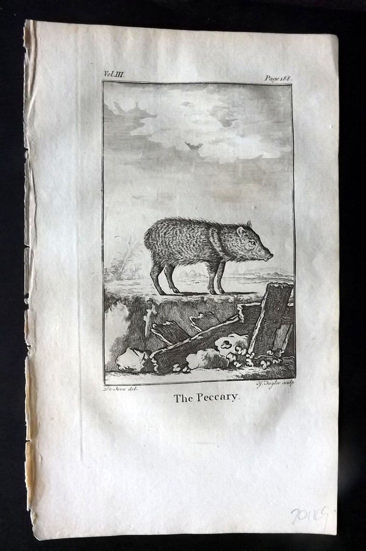 Goldsmith 1779 Antique Print. Peccary Pig: Antique Copper Plate Published 1779, London for "An History of the Earth and Animated Nature" by Oliver Goldsmith. Paper Size: 8 x 5 inch (21 x 13cm). Good Condition.