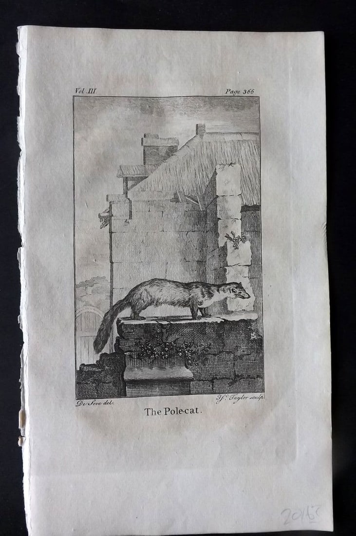 Goldsmith 1779 Antique Print. Polecat: Antique Copper Plate Published 1779, London for "An History of the Earth and Animated Nature" by Oliver Goldsmith. Paper Size: 8 x 5 inch (21 x 13cm). Good Condition.