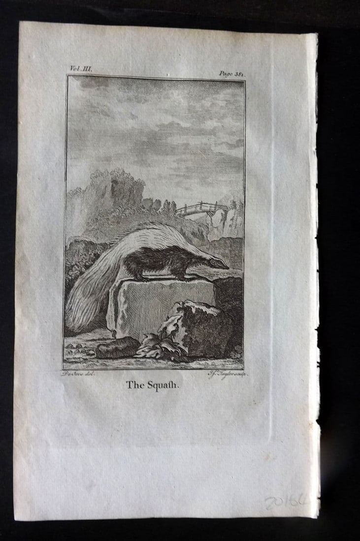 Goldsmith 1779 Antique Print. Squash: Antique Copper Plate Published 1779, London for "An History of the Earth and Animated Nature" by Oliver Goldsmith. Paper Size: 8 x 5 inch (21 x 13cm). Good Condition.