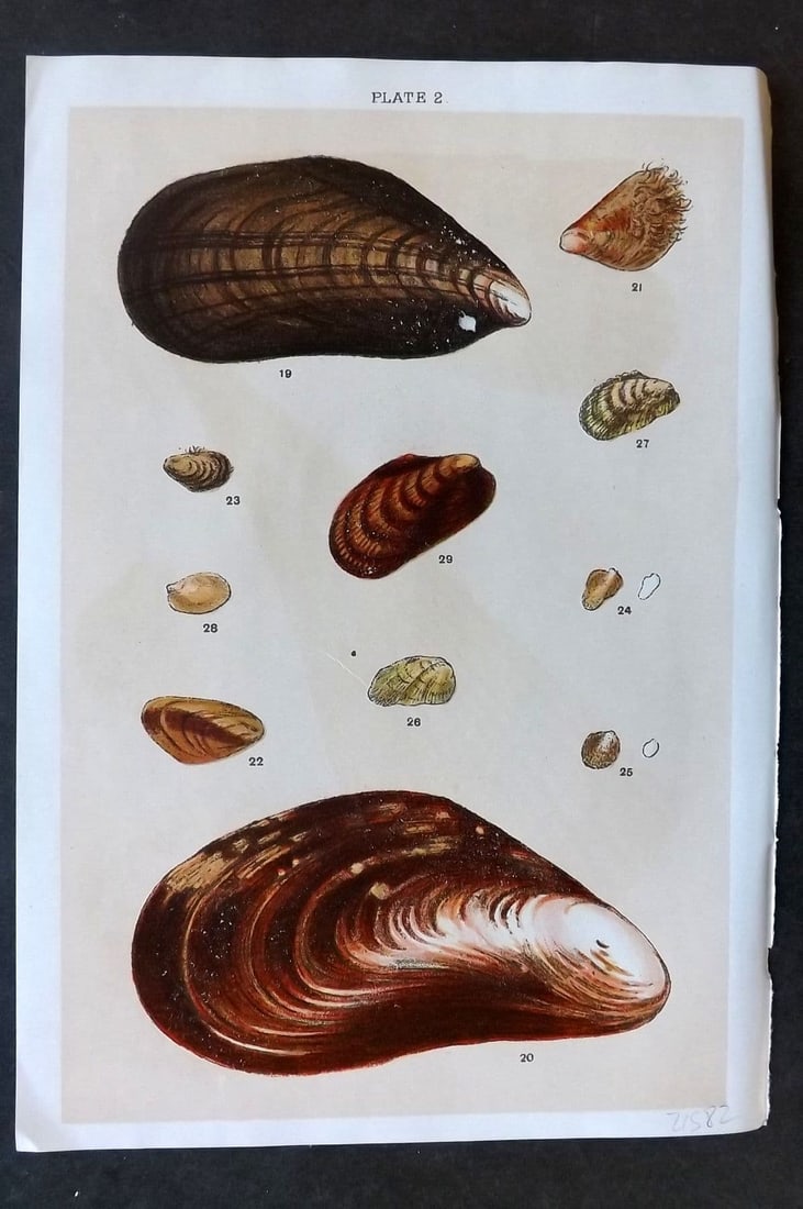 Gordon C1900 Antique Shell Print - 02: Antique Chromolithograph Published C1900, London for the "Our Country's" Series by W. J. Gordon. Paper Size: 7.5 x 5 inch (19 x 13cm). Good Condition.
