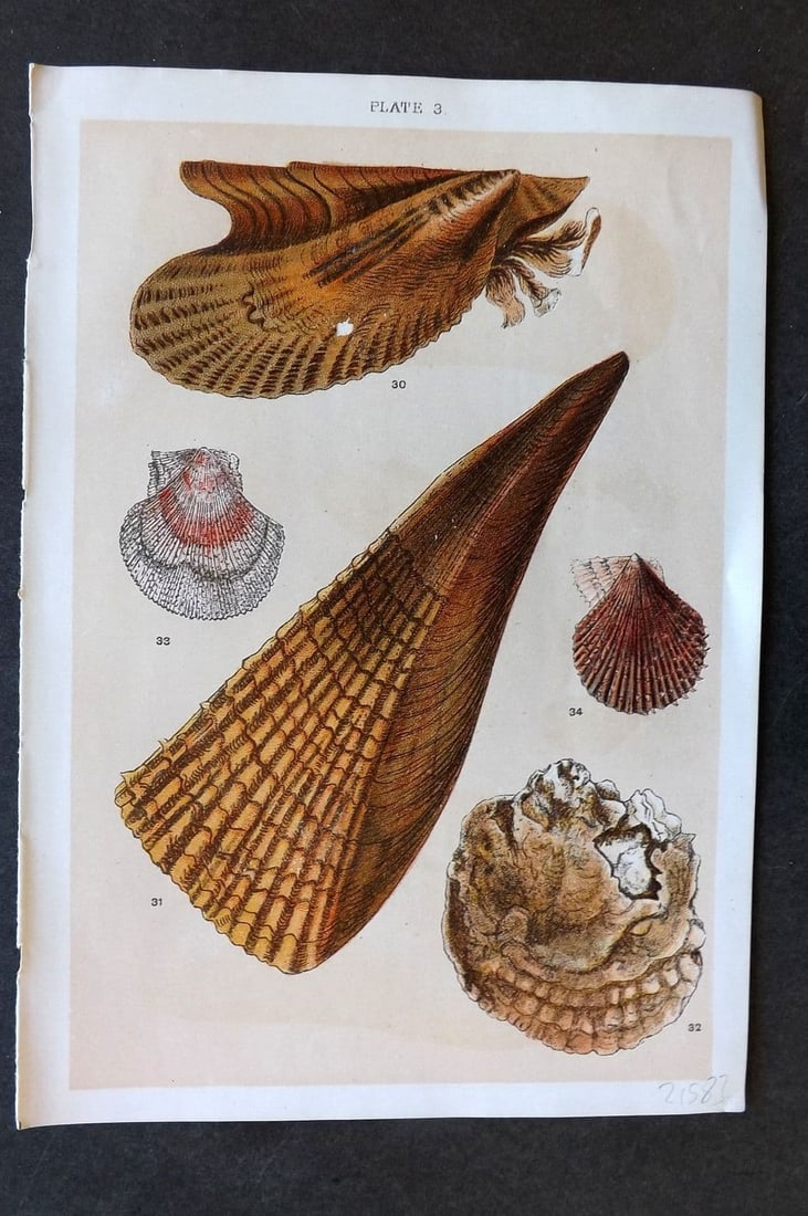 Gordon C1900 Antique Shell Print - 03: Antique Chromolithograph Published C1900, London for the "Our Country's" Series by W. J. Gordon. Paper Size: 7.5 x 5 inch (19 x 13cm). Good Condition.