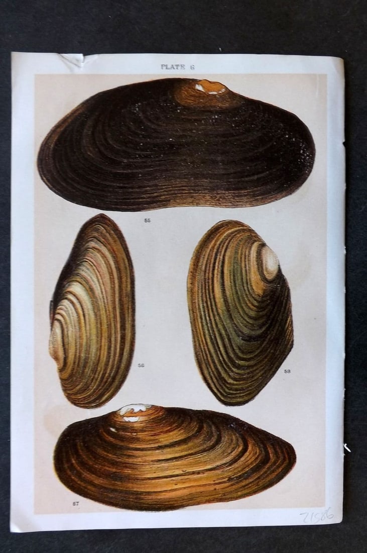 Gordon C1900 Antique Shell Print - 06: Antique Chromolithograph Published C1900, London for the "Our Country's" Series by W. J. Gordon. Paper Size: 7.5 x 5 inch (19 x 13cm). Tiny top margin tear. Good Condition.