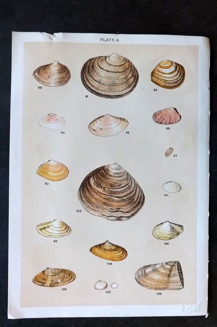 Gordon C1900 Antique Shell Print - 08: Antique Chromolithograph Published C1900, London for the "Our Country's" Series by W. J. Gordon. Paper Size: 7.5 x 5 inch (19 x 13cm). Tiny top margin tear. Good Condition.