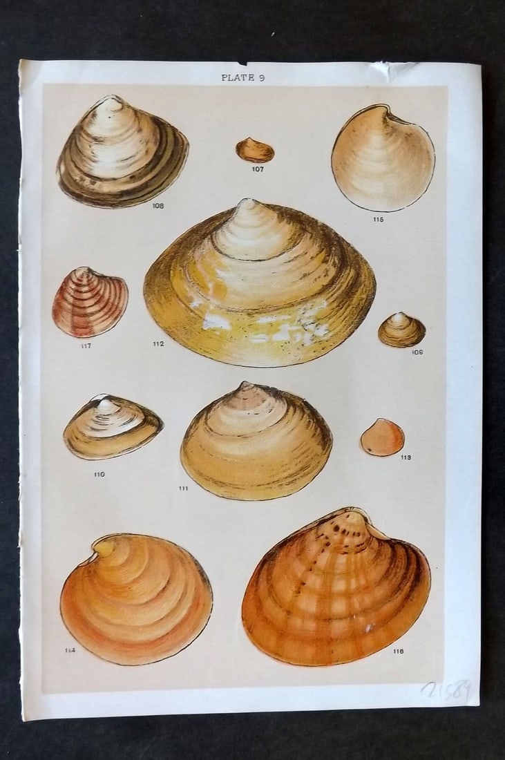 Gordon C1900 Antique Shell Print - 09: Antique Chromolithograph Published C1900, London for the "Our Country's" Series by W. J. Gordon. Paper Size: 7.5 x 5 inch (19 x 13cm). Tiny top margin tear. Good Condition.