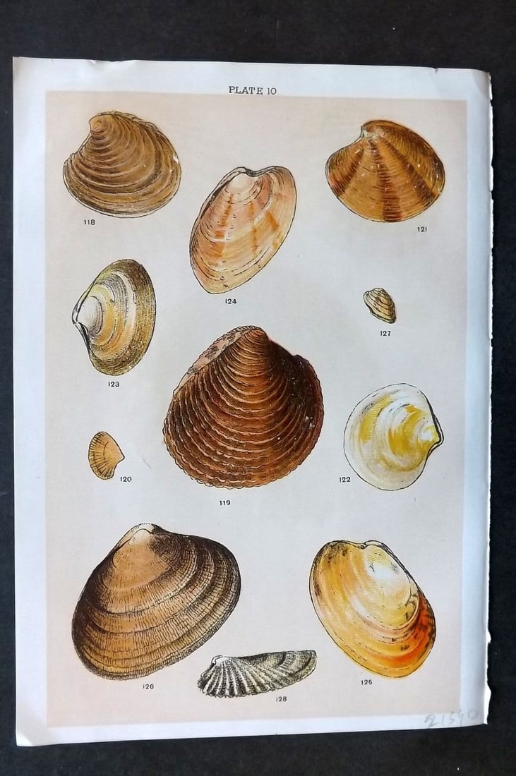 Gordon C1900 Antique Shell Print - 10: Antique Chromolithograph Published C1900, London for the "Our Country's" Series by W. J. Gordon. Paper Size: 7.5 x 5 inch (19 x 13cm). Good Condition.