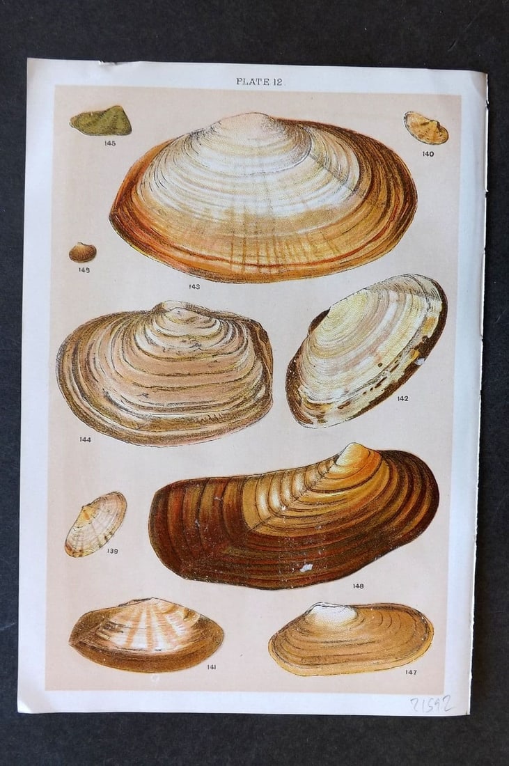 Gordon C1900 Antique Shell Print - 12: Antique Chromolithograph Published C1900, London for the "Our Country's" Series by W. J. Gordon. Paper Size: 7.5 x 5 inch (19 x 13cm). Good Condition.