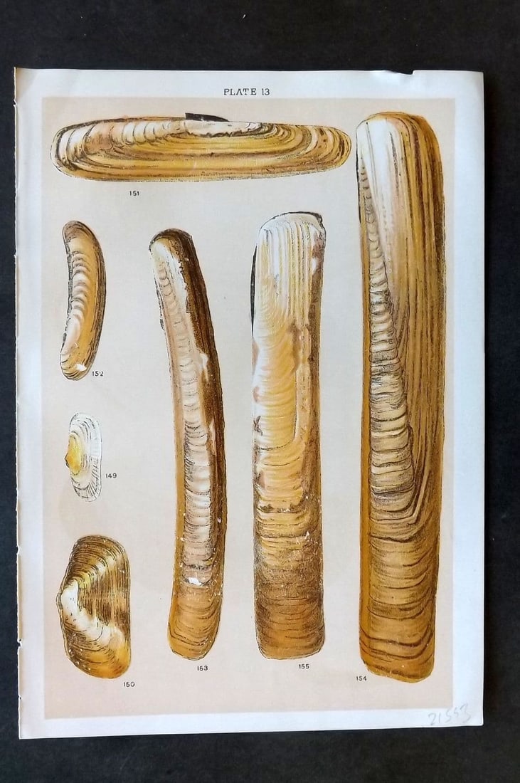 Gordon C1900 Antique Shell Print - 13: Antique Chromolithograph Published C1900, London for the "Our Country's" Series by W. J. Gordon. Paper Size: 7.5 x 5 inch (19 x 13cm). Good Condition.