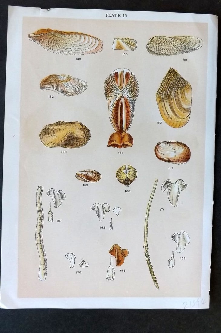 Gordon C1900 Antique Shell Print - 14: Antique Chromolithograph Published C1900, London for the "Our Country's" Series by W. J. Gordon. Paper Size: 7.5 x 5 inch (19 x 13cm).Tiny top margin tear. Good Condition.