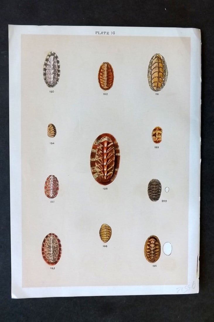 Gordon C1900 Antique Shell Print - 16: Antique Chromolithograph Published C1900, London for the "Our Country's" Series by W. J. Gordon. Paper Size: 7.5 x 5 inch (19 x 13cm). Good Condition.