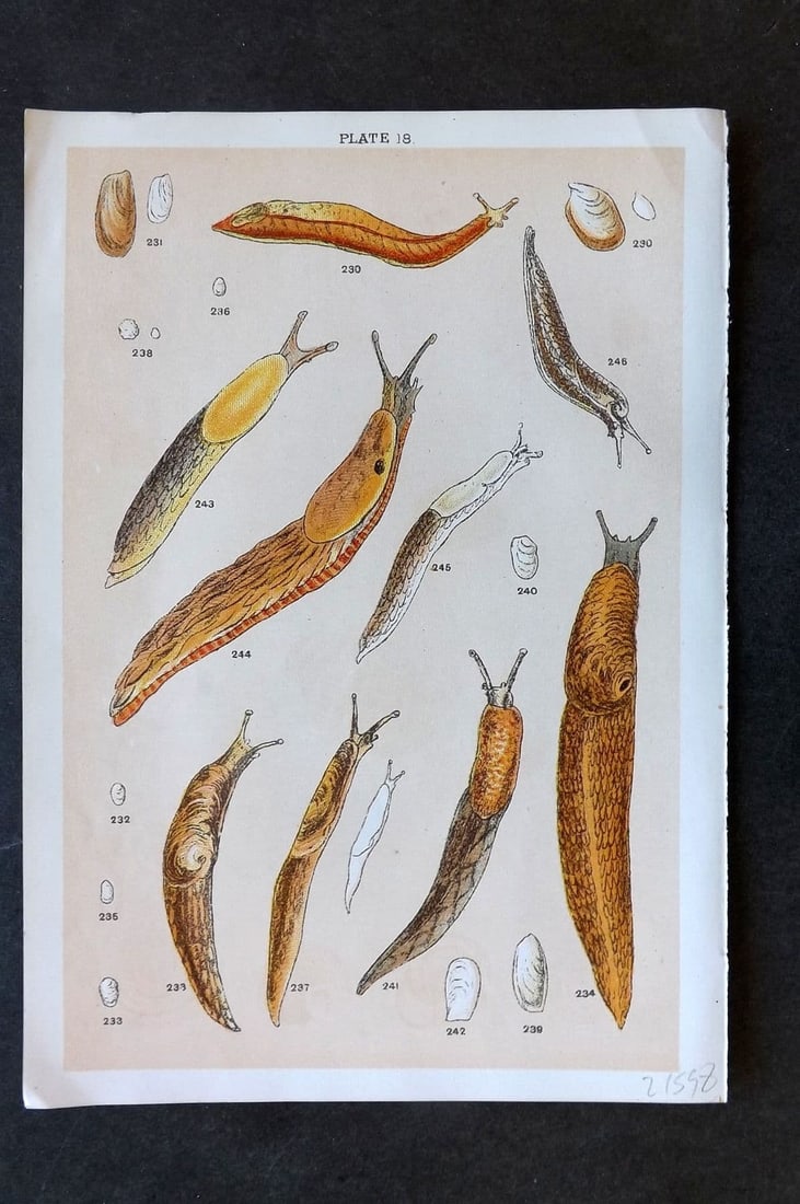 Gordon C1900 Antique Sea Life Print - 18: Antique Chromolithograph Published C1900, London for the "Our Country's" Series by W. J. Gordon. Paper Size: 7.5 x 5 inch (19 x 13cm). Good Condition.