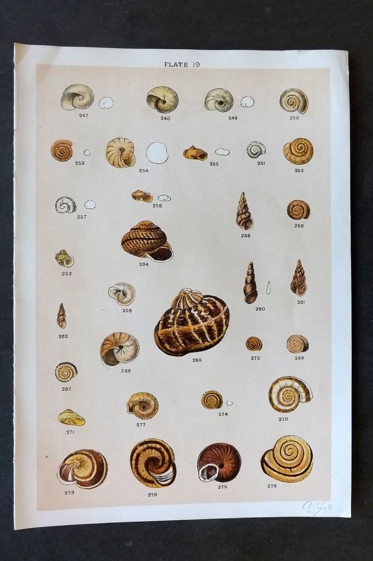 Gordon C1900 Antique Shell Print - 19: Antique Chromolithograph Published C1900, London for the "Our Country's" Series by W. J. Gordon. Paper Size: 7.5 x 5 inch (19 x 13cm). Good Condition.