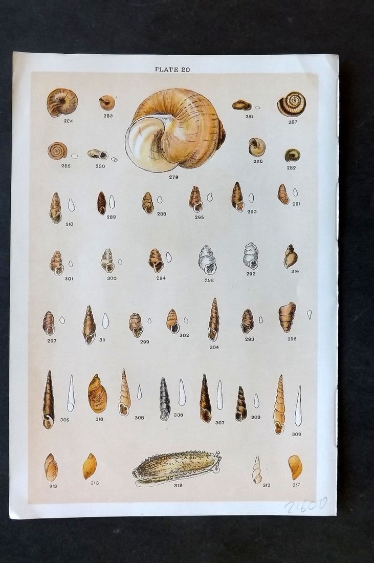 Gordon C1900 Antique Shell Print - 20: Antique Chromolithograph Published C1900, London for the "Our Country's" Series by W. J. Gordon. Paper Size: 7.5 x 5 inch (19 x 13cm). Good Condition.