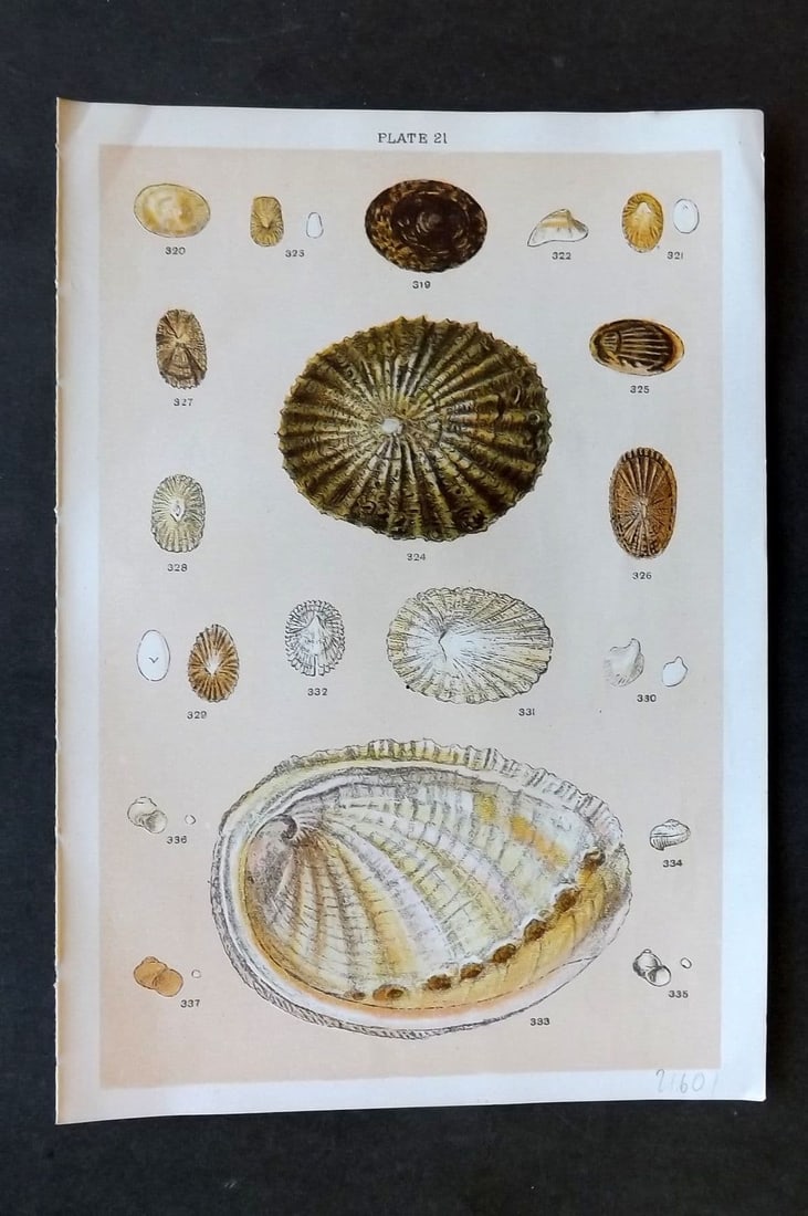 Gordon C1900 Antique Shell Print - 21: Antique Chromolithograph Published C1900, London for the "Our Country's" Series by W. J. Gordon. Paper Size: 7.5 x 5 inch (19 x 13cm). Good Condition.