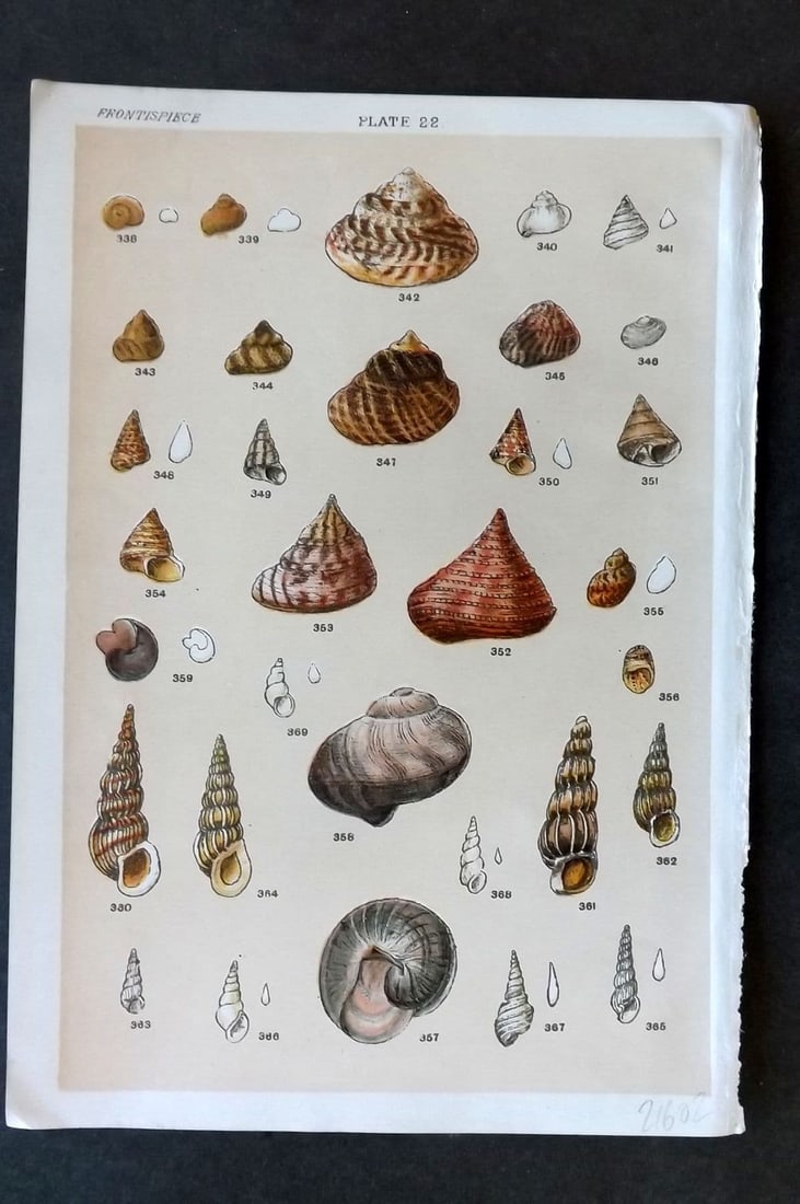 Gordon C1900 Antique Shell Print - 22: Antique Chromolithograph Published C1900, London for the "Our Country's" Series by W. J. Gordon. Paper Size: 7.5 x 5 inch (19 x 13cm). Good Condition.