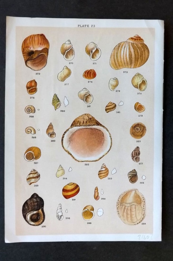 Gordon C1900 Antique Shell Print - 23: Antique Chromolithograph Published C1900, London for the "Our Country's" Series by W. J. Gordon. Paper Size: 7.5 x 5 inch (19 x 13cm). Good Condition.