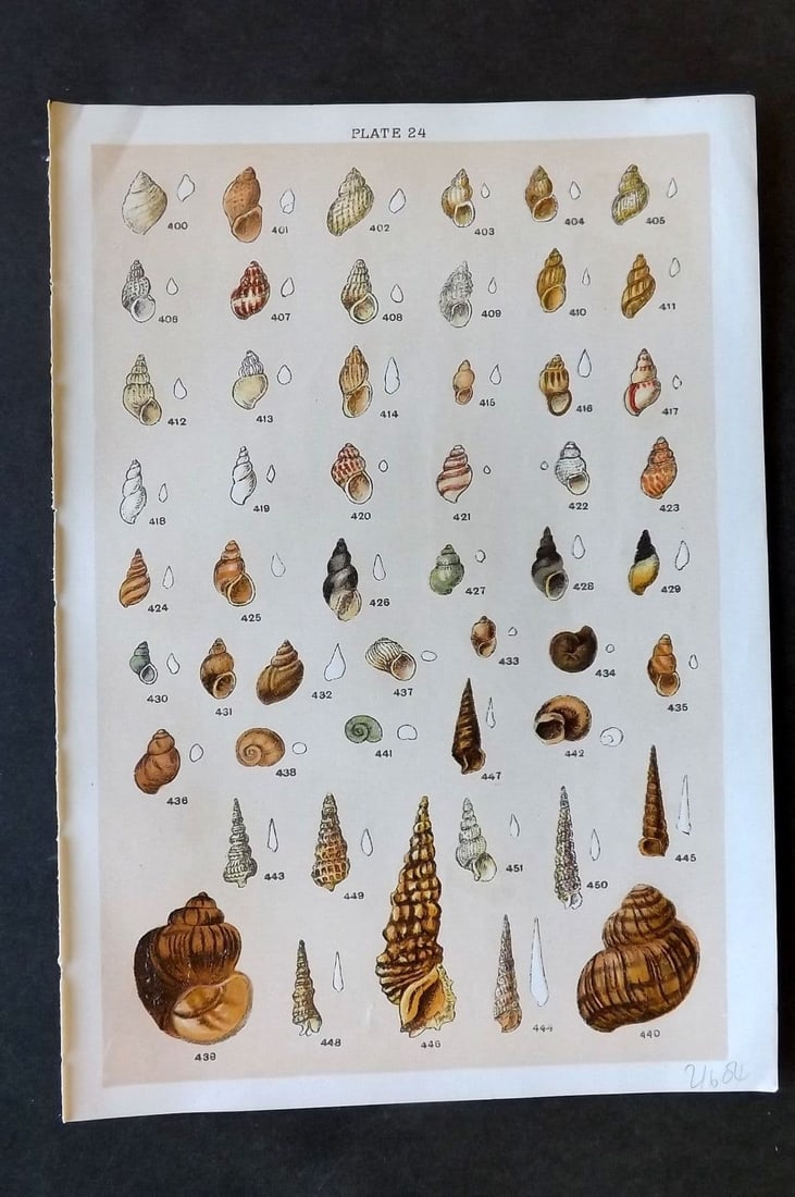 Gordon C1900 Antique Shell Print - 24: Antique Chromolithograph Published C1900, London for the "Our Country's" Series by W. J. Gordon. Paper Size: 7.5 x 5 inch (19 x 13cm). Good Condition.
