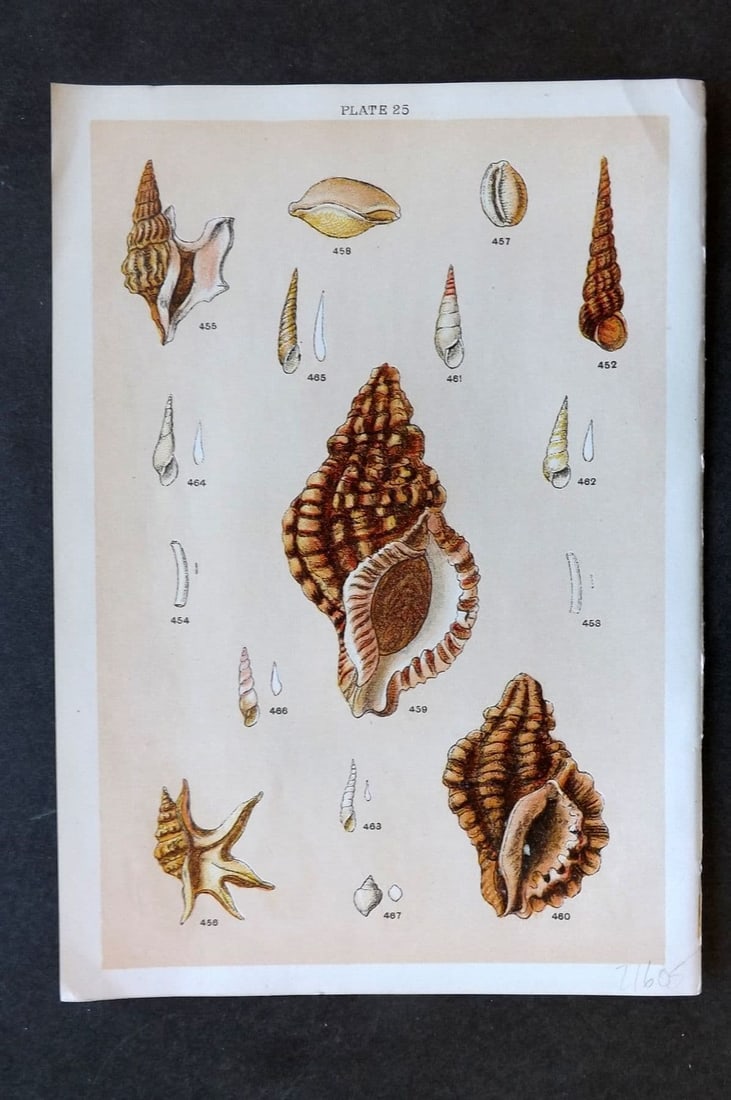 Gordon C1900 Antique Shell Print - 25: Antique Chromolithograph Published C1900, London for the "Our Country's" Series by W. J. Gordon. Paper Size: 7.5 x 5 inch (19 x 13cm). Good Condition.