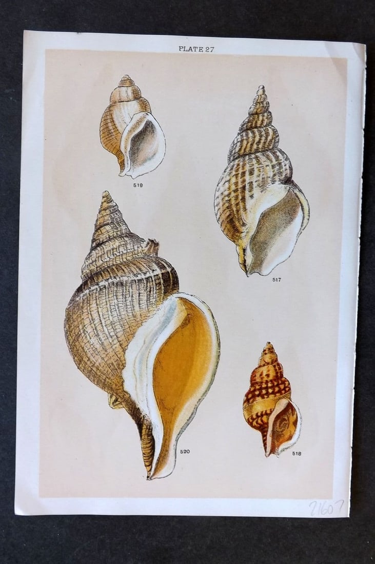 Gordon C1900 Antique Shell Print - 27: Antique Chromolithograph Published C1900, London for the "Our Country's" Series by W. J. Gordon. Paper Size: 7.5 x 5 inch (19 x 13cm). Good Condition.