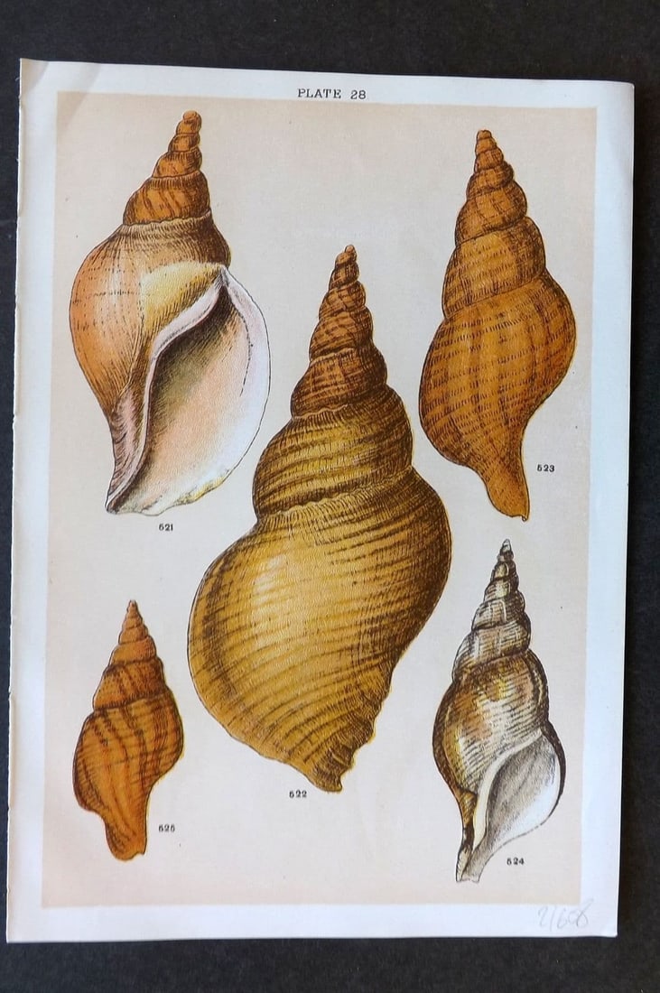 Gordon C1900 Antique Shell Print - 28: Antique Chromolithograph Published C1900, London for the "Our Country's" Series by W. J. Gordon. Paper Size: 7.5 x 5 inch (19 x 13cm). Good Condition.