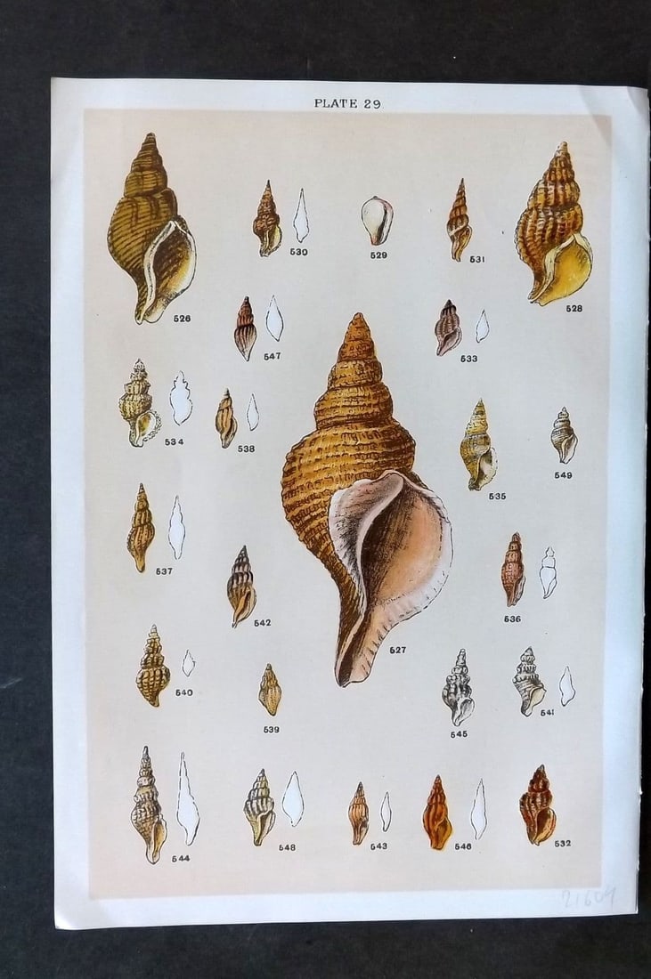 Gordon C1900 Antique Shell Print - 29: Antique Chromolithograph Published C1900, London for the "Our Country's" Series by W. J. Gordon. Paper Size: 7.5 x 5 inch (19 x 13cm). Good Condition.