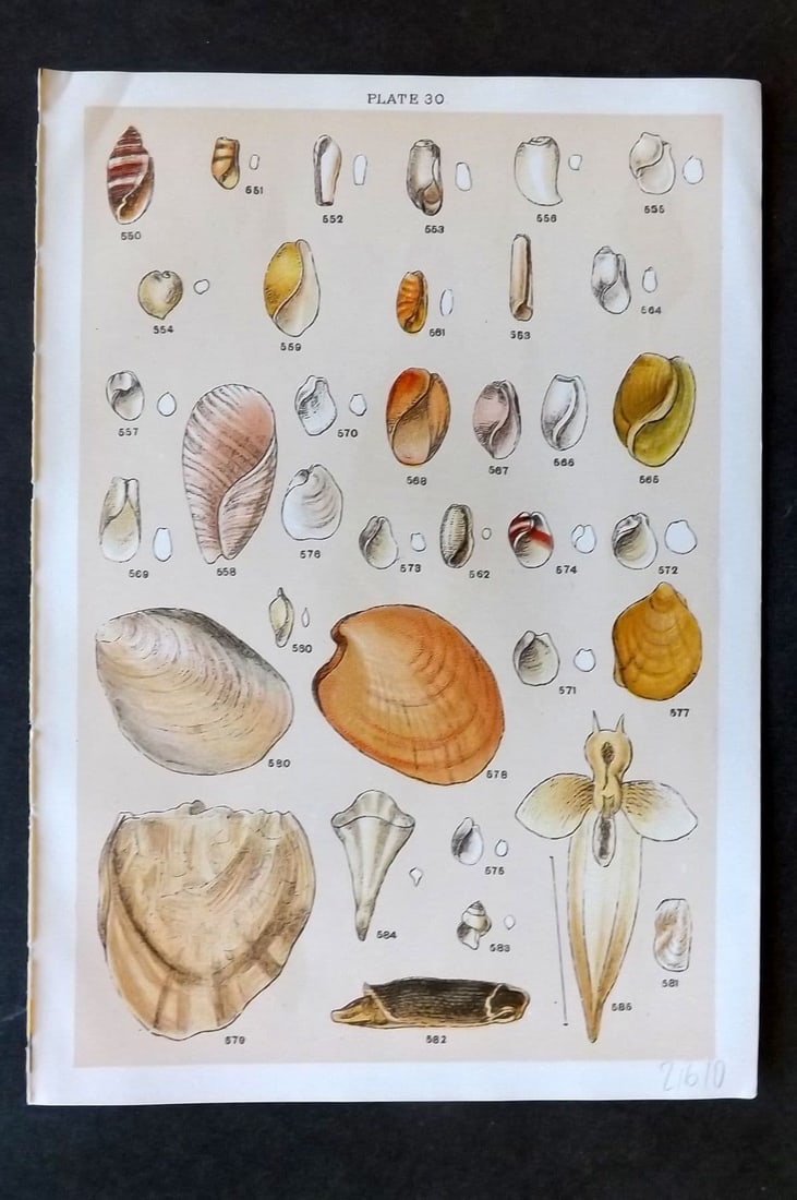 Gordon C1900 Antique Shell Print - 30: Antique Chromolithograph Published C1900, London for the "Our Country's" Series by W. J. Gordon. Paper Size: 7.5 x 5 inch (19 x 13cm). Good Condition.