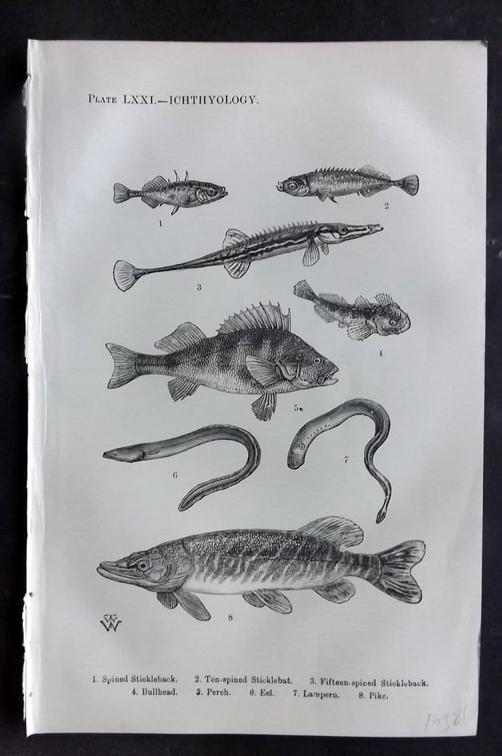 Beeton 1870 Print. Stickleback, Bullhead, Perch, Eel, Lampern, Pike Fish 71: Antique Wood Engraving (Reverse side blank) Published 1870, London for "Beeton's Science, Art, and Literature. " by Samuel Orchart Beeton. Paper Size: 8 x 5.5 inch (21 x 14cm). Good Condition.