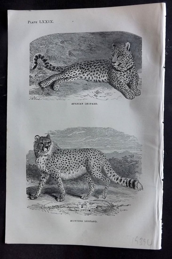 Beeton 1870 Antique Print. African Leopard. Hunting Leopard 79: Antique Wood Engraving (Reverse side blank) Published 1870, London for "Beeton's Science, Art, and Literature. " by Samuel Orchart Beeton. Paper Size: 8 x 5.5 inch (21 x 14cm). Good Condition.