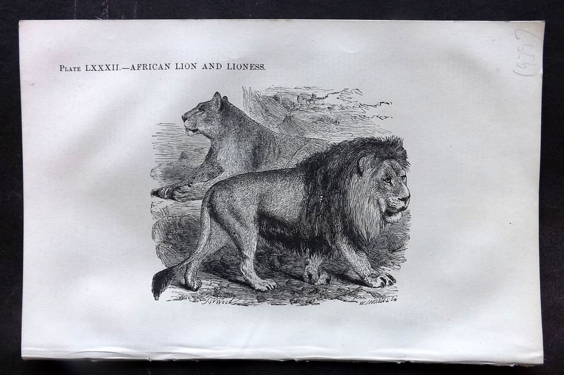 Beeton 1870 Antique Print. African Lion and Lioness 82 (1 of 1)