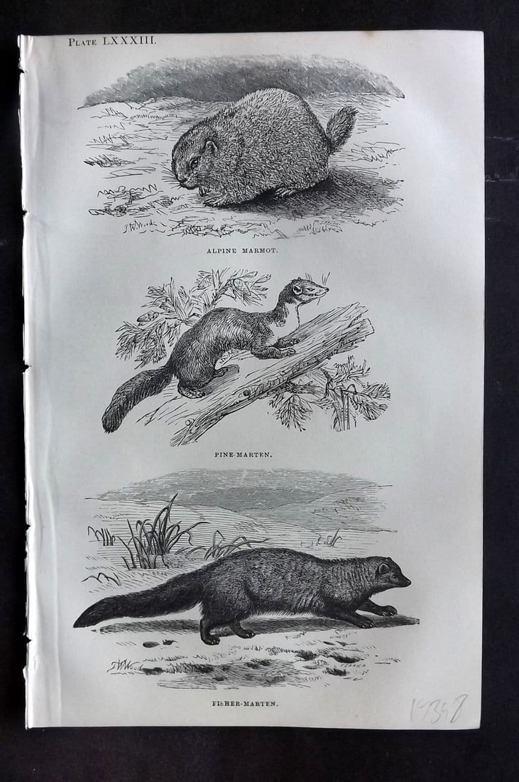 Beeton 1870 Antique Print. Alpine Marmot, Pine Marten, Fisher Marten 83: Antique Wood Engraving (Reverse side blank) Published 1870, London for "Beeton's Science, Art, and Literature. " by Samuel Orchart Beeton. Paper Size: 8 x 5.5 inch (21 x 14cm). Good Condition.