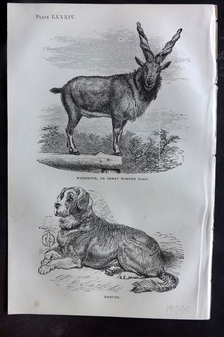 Beeton 1870 Antique Print. Markhoor, Great Horned Goat & Mastiff Dog 84: Antique Wood Engraving (Reverse side blank) Published 1870, London for "Beeton's Science, Art, and Literature. " by Samuel Orchart Beeton. Paper Size: 8 x 5.5 inch (21 x 14cm). Good Condition.