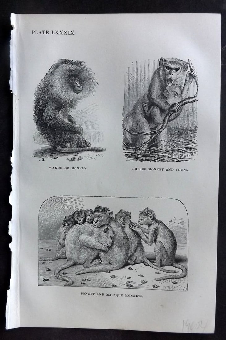 Beeton 1870 Antique Print. Wanderoo, Rhesus, Bonnet & Macaque Monkey 89: Antique Wood Engraving (Reverse side blank) Published 1870, London for "Beeton's Science, Art, and Literature. " by Samuel Orchart Beeton. Paper Size: 8 x 5.5 inch (21 x 14cm). Good Condition.