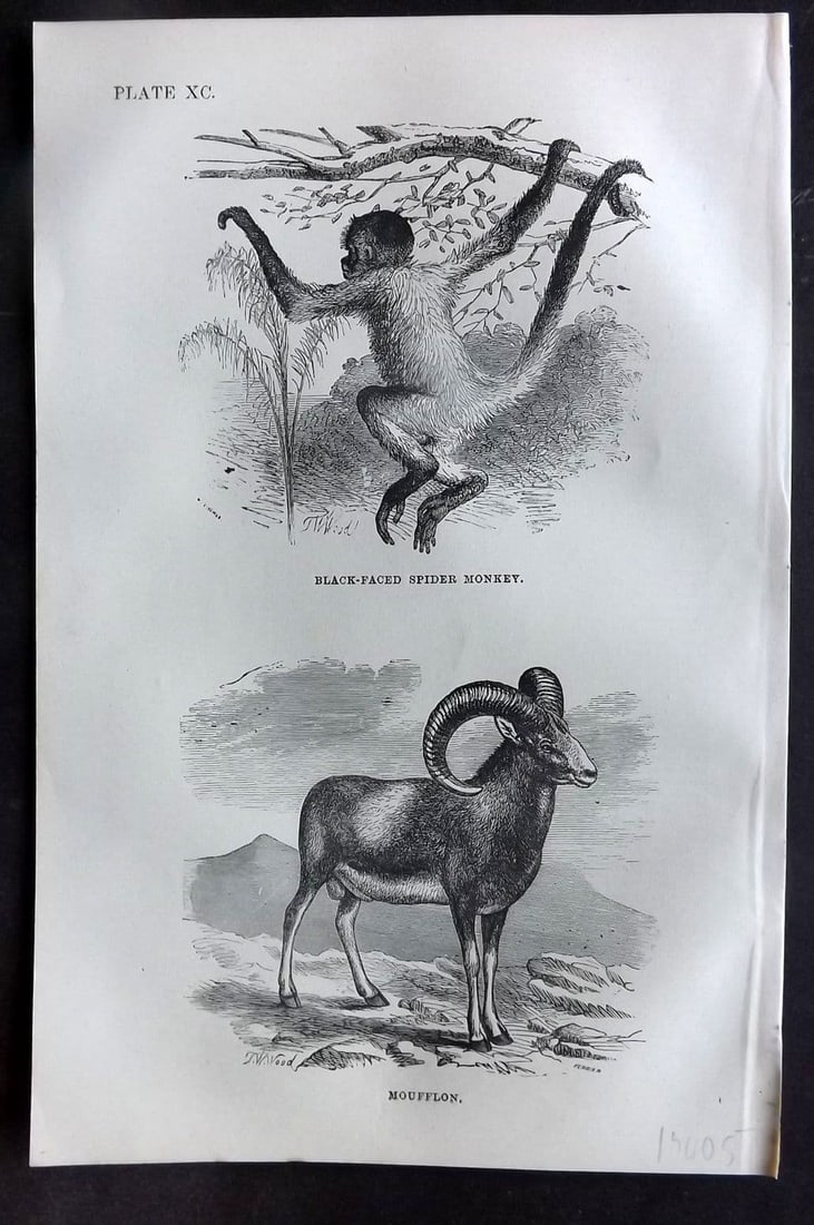 Beeton 1870 Antique Print. Black Faced Spider Monkey, Moufflon 90: Antique Wood Engraving (Reverse side blank) Published 1870, London for "Beeton's Science, Art, and Literature. " by Samuel Orchart Beeton. Paper Size: 8 x 5.5 inch (21 x 14cm). Good Condition.