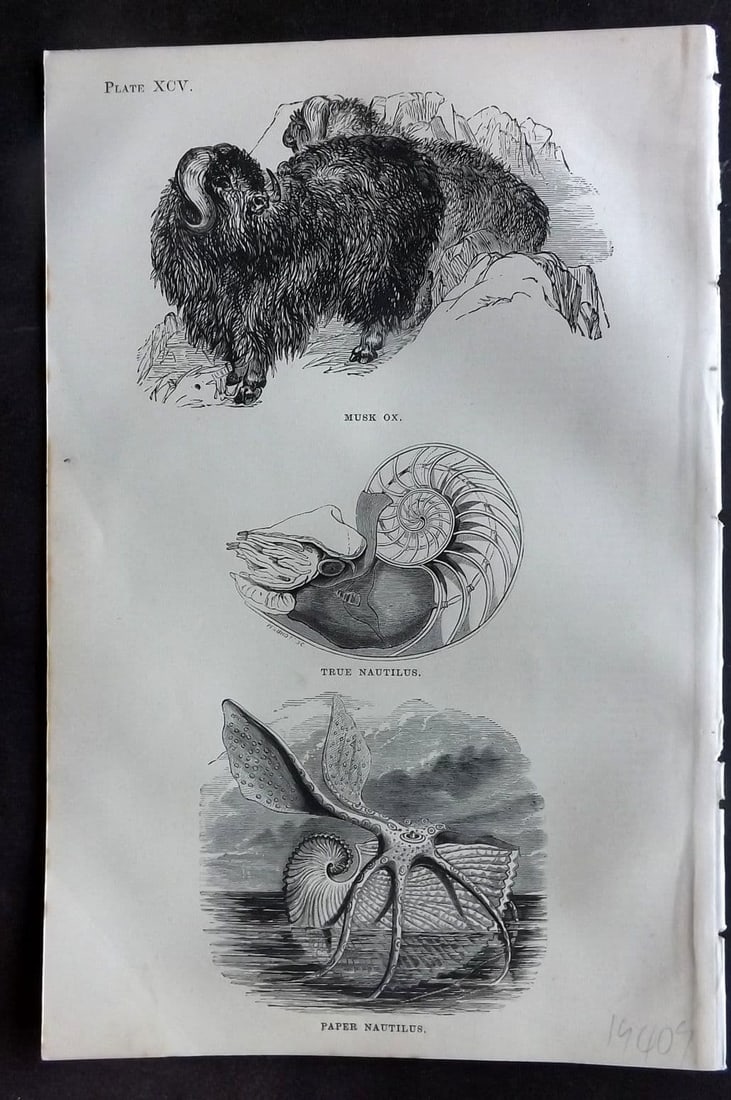 Beeton 1870 Antique Print. Musk Ox, True Nautilus, Paper Nautilus 95: Antique Wood Engraving (Reverse side blank) Published 1870, London for "Beeton's Science, Art, and Literature. " by Samuel Orchart Beeton. Paper Size: 8 x 5.5 inch (21 x 14cm). Good Condition.