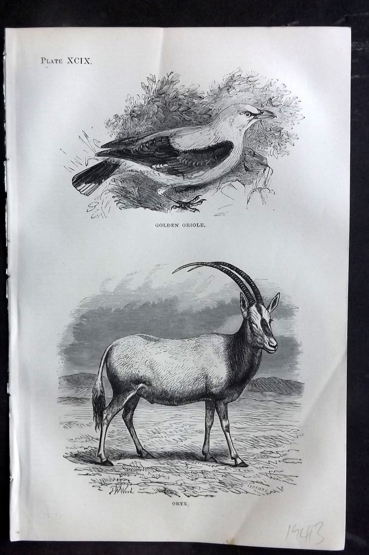 Beeton 1870 Antique Print. Golden Oriole, Oryx 99: Antique Wood Engraving (Reverse side blank) Published 1870, London for "Beeton's Science, Art, and Literature. " by Samuel Orchart Beeton. Paper Size: 8 x 5.5 inch (21 x 14cm). Good Condition.