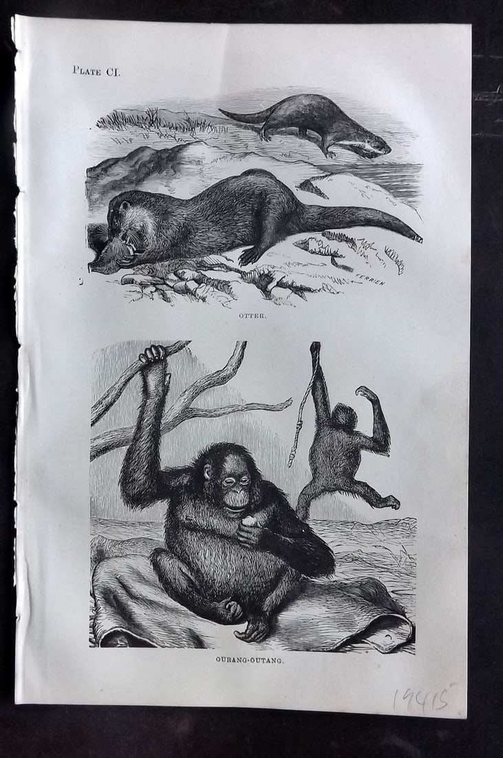 Beeton 1870 Antique Print. Otter, Orangutan 101: Antique Wood Engraving (Reverse side blank) Published 1870, London for "Beeton's Science, Art, and Literature. " by Samuel Orchart Beeton. Paper Size: 8 x 5.5 inch (21 x 14cm). Good Condition.