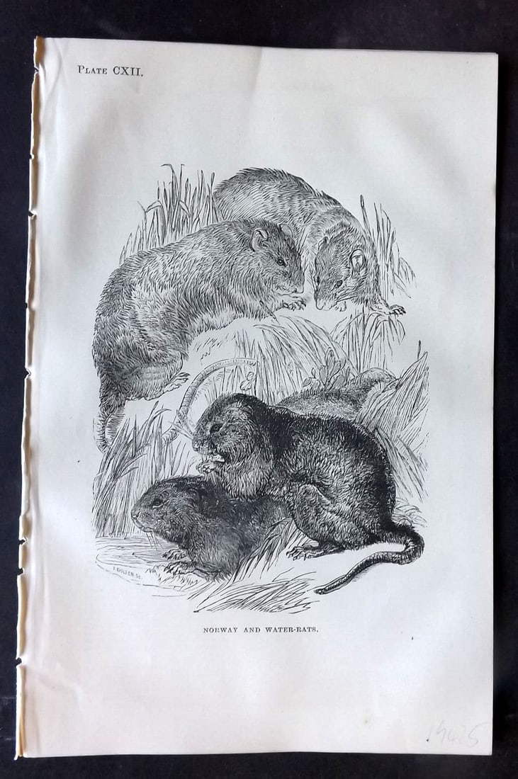 Beeton 1870 Antique Print. Norway & Water Rats 112: Antique Wood Engraving (Reverse side blank) Published 1870, London for "Beeton's Science, Art, and Literature. " by Samuel Orchart Beeton. Paper Size: 8 x 5.5 inch (21 x 14cm). Good Condition.