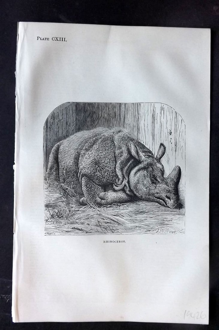 Beeton 1870 Antique Print. Rhinoceros 113: Antique Wood Engraving (Reverse side blank) Published 1870, London for "Beeton's Science, Art, and Literature. " by Samuel Orchart Beeton. Paper Size: 8 x 5.5 inch (21 x 14cm). Good Condition.