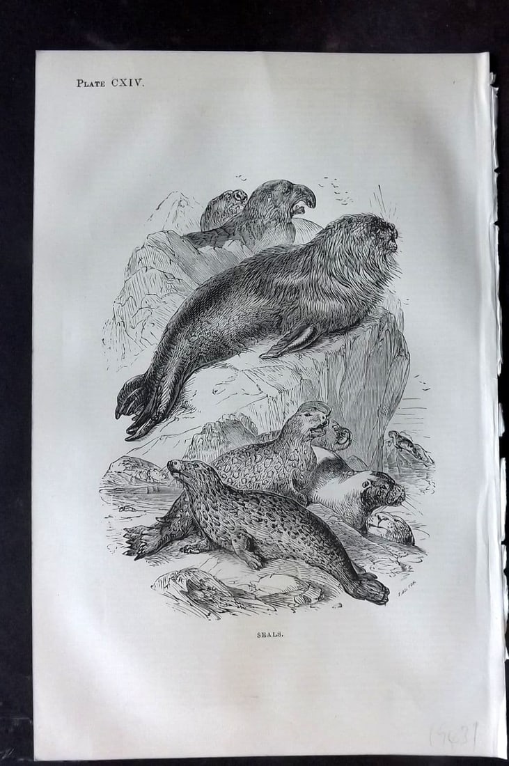 Beeton 1870 Antique Print. Seals 114: Antique Wood Engraving (Reverse side blank) Published 1870, London for "Beeton's Science, Art, and Literature. " by Samuel Orchart Beeton. Paper Size: 8 x 5.5 inch (21 x 14cm). Good Condition.